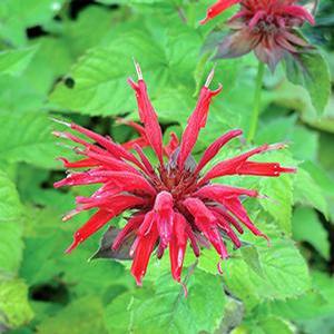 Monarda didyma 'Gardenview Scarlet' Bee Balm from Moose Crossing Garden Center