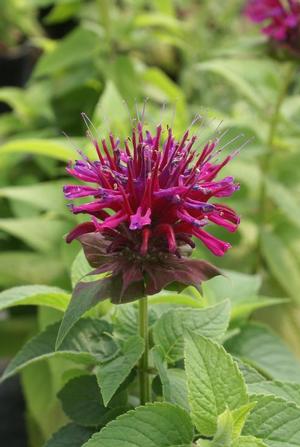 Monarda didyma 'Grand Marshall' Bee Balm from Moose Crossing Garden Center
