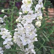 Angelonia angustifolia-hybrid 'Angelface White' Angelonia from Moose Crossing Garden Center