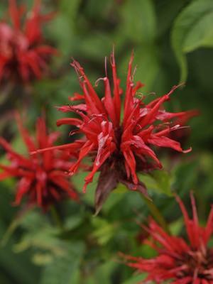 Monarda didyma 'Jacob Cline' Bee Balm from Moose Crossing Garden Center