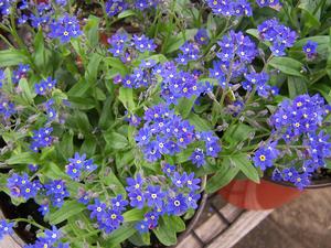 Myosotis sylvatica 'Blue' Forget-Me-Not from Moose Crossing Garden Center