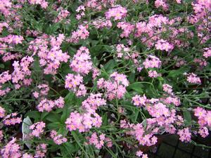 Myosotis sylvatica 'Rosa' Forget-Me-Not from Moose Crossing Garden Center