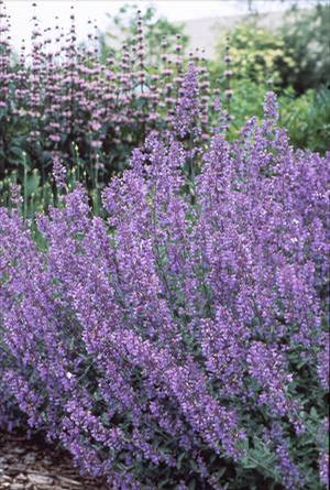Nepeta faassenii 'Walker's low' Catmint from Moose Crossing Garden Center