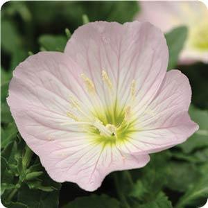 Oenothera berlandier 'Siskiyou Pink' Evening Primrose from Moose Crossing Garden Center