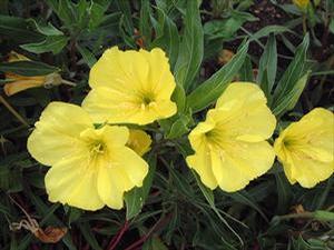 Oenothera Missouriensis 'Missouri Primrose' Sundrop from Moose Crossing Garden Center