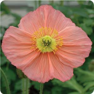Papaver nudicaule 'Champagne Bubbles Pink' Iceland Poppy from Moose Crossing Garden Center