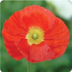 Papaver nudicaule 'Champagne Bubbles Scarlet' Iceland Poppy from Moose Crossing Garden Center
