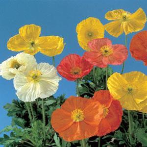 Papaver nudicaule 'Wonderland Mix' Iceland Poppy from Moose Crossing Garden Center