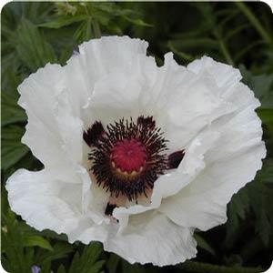 Papaver orientale 'Royal Wedding' Oriental Poppy from Moose Crossing Garden Center