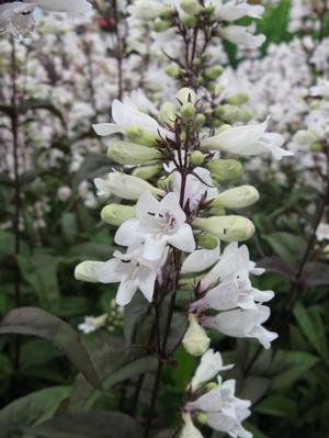 Penstemon digitalis 'Husker Red' Beardtongue from Moose Crossing Garden Center