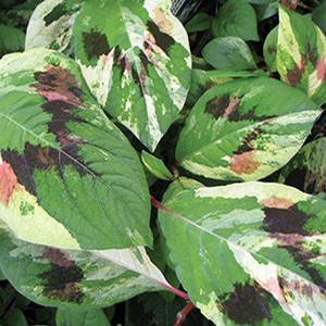 Persicaria virginiana 'Painter's Palette' Painter's Palette from Moose Crossing Garden Center