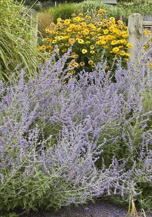 Perovskia atriplicifolia Russian Sage from Moose Crossing Garden Center