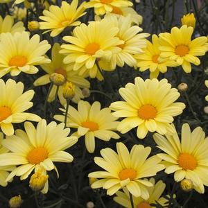 Argyranthemum frutescens 'Butterfly' Marguerite Daisy from Moose Crossing Garden Center