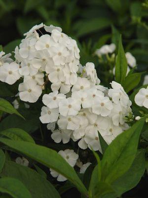 Phlox paniculata 'David' Tall Garden Phlox from Moose Crossing Garden Center
