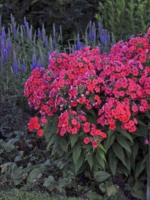 Phlox paniculata 'Flame Coral' Dwarf Garden Phlox from Moose Crossing Garden Center