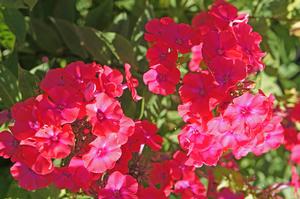 Phlox paniculata 'Starfire' Tall Garden Phlox from Moose Crossing Garden Center