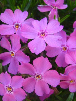 Phlox subulata 'Emerald Pink' Creeping Phlox from Moose Crossing Garden Center
