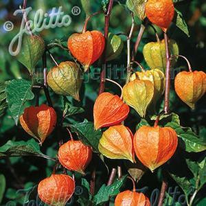 Physalis alkekengi 'Franchetti' Chinese Lantern from Moose Crossing Garden Center