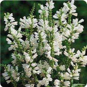 Physostegia virginiana 'Crystal Peak White' Obedient Plant from Moose Crossing Garden Center