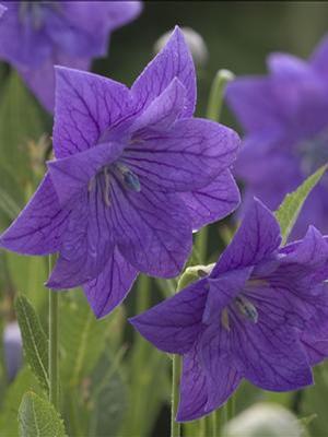Platycodon grandiflorus 'Double Blue' Balloon Flower from Moose Crossing Garden Center