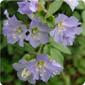 Polemonium caeruleum 'Blue Pearl' Jacob's Ladder from Moose Crossing Garden Center