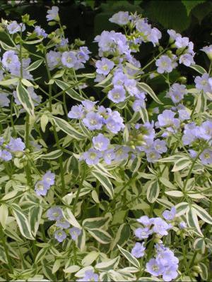 Polemonium reptans 'Stairway to Heaven' Jacob's Ladder from Moose Crossing Garden Center