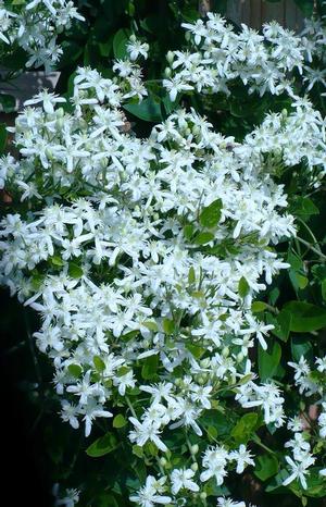 Polygonum fallopia 'Aubertii' Silver Lace Vine from Moose Crossing Garden Center