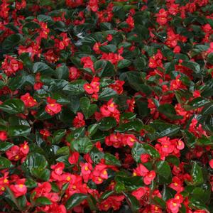 Begonia benariensis 'Surefire Red' Begonia from Moose Crossing Garden Center