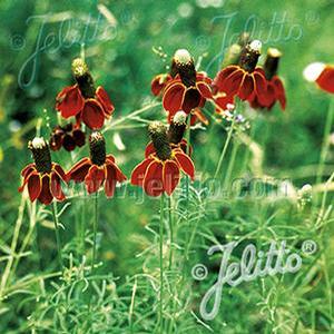 Ratibida columnifera 'Red' Mexican Hat from Moose Crossing Garden Center