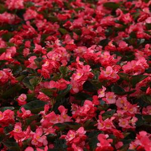 Begonia benariensis 'Surefire Rose' Begonia from Moose Crossing Garden Center