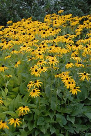 Rudbeckia fulgida 'Goldstrum' Black-Eyed Susan from Moose Crossing Garden Center
