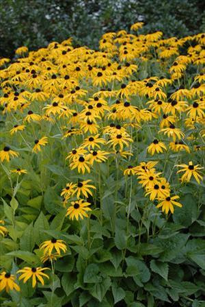 Black-Eyed Susan