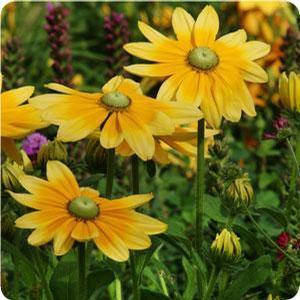 Rudbeckia hirta 'Irish Eyes' Green-Eyed Susan from Moose Crossing Garden Center