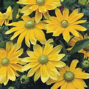 Rudbeckia hirta 'Prairie Sun' Black-Eyed Susan from Moose Crossing Garden Center