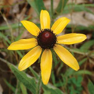 Rudbeckia hirta 'Native' Native Black-Eyed Susan from Moose Crossing Garden Center