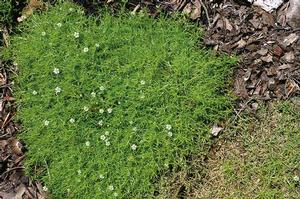 Sagina subulata 'Aurea' Scotch Moss from Moose Crossing Garden Center
