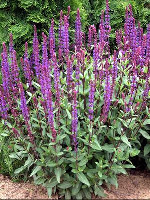Salvia nemorosa 'Cardonna' Meadow Sage from Moose Crossing Garden Center