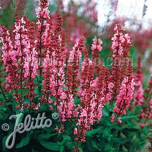 Salvia nemorosa 'Rosenwein' Meadow Sage from Moose Crossing Garden Center