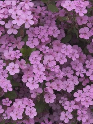 Saponaria ocymoides Soapwort from Moose Crossing Garden Center