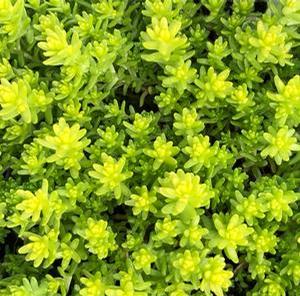 Sedum 'Aurea' Sedum from Moose Crossing Garden Center