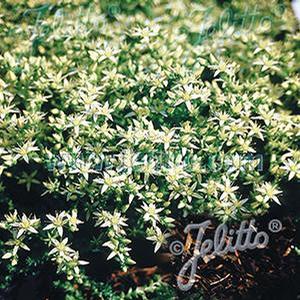 Sedum 'Oktoberfest' Stonecrop from Moose Crossing Garden Center