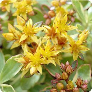 Sedum 'Variegatum' Stonecrop from Moose Crossing Garden Center