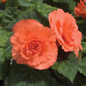 Begonia x tuberhybrida 'Nonstop Deep Salmon' Tuberous Begonia from Moose Crossing Garden Center