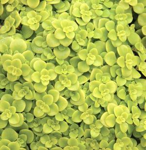 Sedum 'Ogon' Stonecrop from Moose Crossing Garden Center