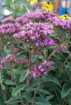 Sedum 'Munstead Dark Red' Stonecrop from Moose Crossing Garden Center