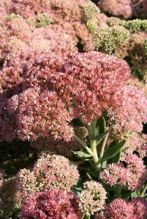 Sedum 'Autumn Fire' Stonecrop from Moose Crossing Garden Center