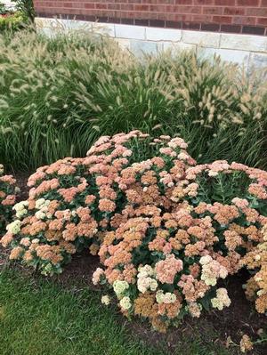 Sedum 'Autumn Joy' Stonecrop from Moose Crossing Garden Center
