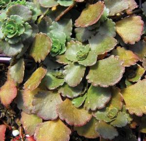 Sedum 'Bronze Carpet' Stonecrop from Moose Crossing Garden Center