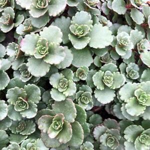 Sedum 'Elizabeth' Stonecrop from Moose Crossing Garden Center