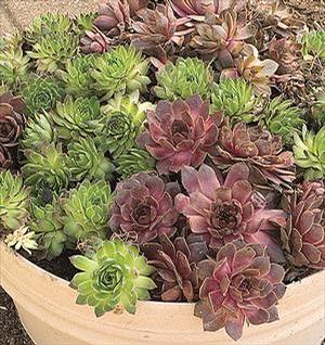 Sempervivum 'Hens & Chicks Mix' Hens & Chicks from Moose Crossing Garden Center
